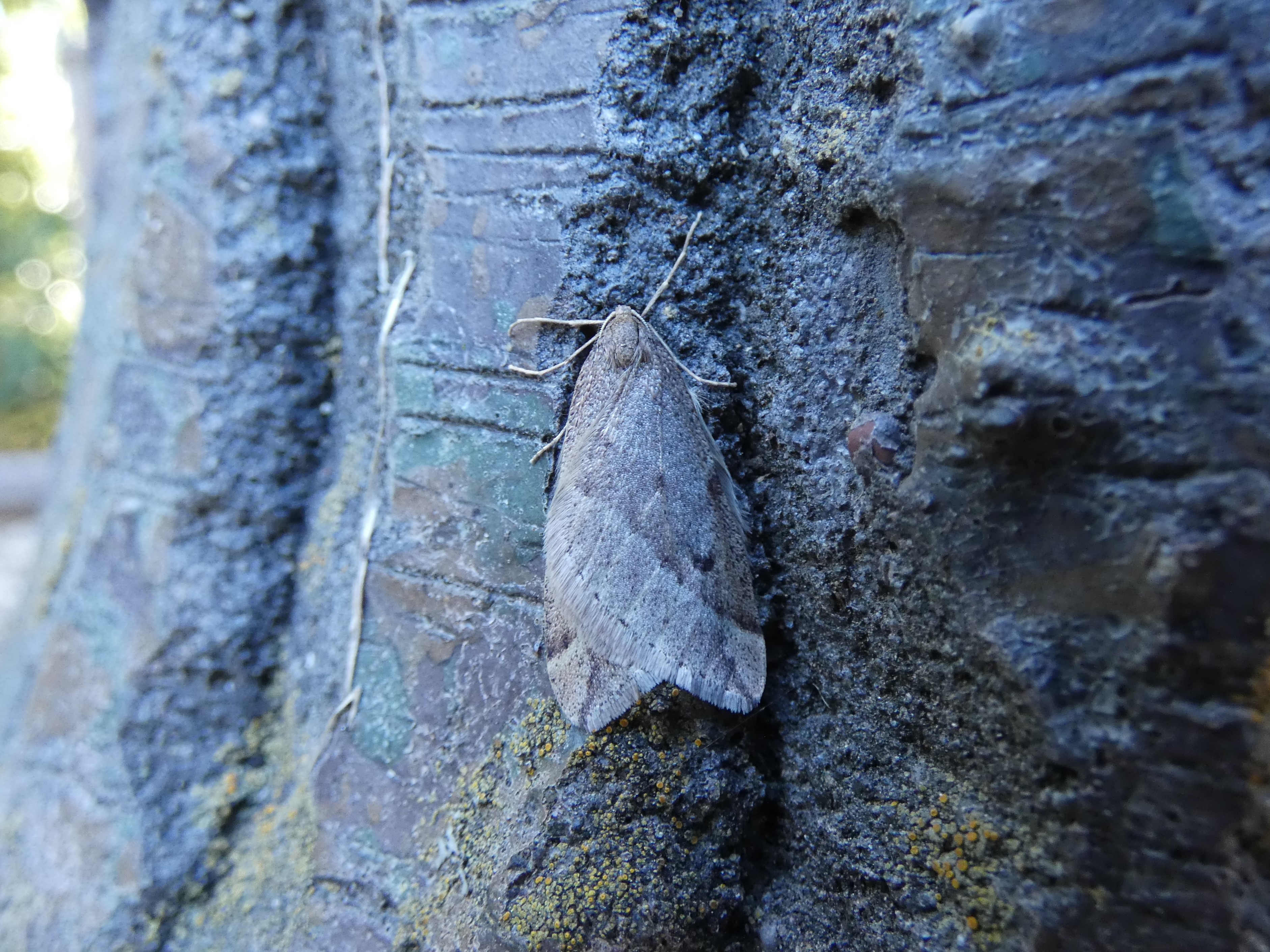 photo_4